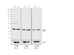 Rabbit IgG (H+L) Secondary Antibody in Western Blot (WB)