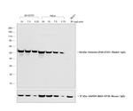 Rabbit IgG (H+L) Secondary Antibody in Western Blot (WB)