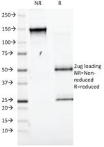 CD98 (SLC3A2) Antibody in SDS-PAGE (SDS-PAGE)