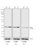 Rabbit IgG (H+L) Secondary Antibody in Western Blot (WB)