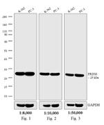 Rabbit IgG (H+L) Secondary Antibody in Western Blot (WB)