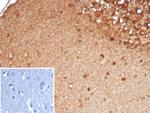 SLC18A2 Antibody in Immunohistochemistry (Paraffin) (IHC (P))