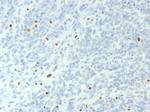 BRG1/SMARCA4 Antibody in Immunohistochemistry (Paraffin) (IHC (P))