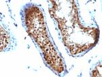 SUMO-2 Antibody in Immunohistochemistry (Paraffin) (IHC (P))