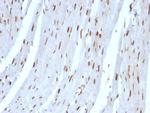 SUMO-2 Antibody in Immunohistochemistry (Paraffin) (IHC (P))