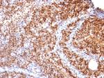 SUMO-2 Antibody in Immunohistochemistry (Paraffin) (IHC (P))