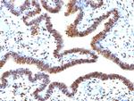 SUMO-2 Antibody in Immunohistochemistry (Paraffin) (IHC (P))