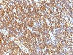 SUMO-2 Antibody in Immunohistochemistry (Paraffin) (IHC (P))