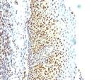 SUMO-2 Antibody in Immunohistochemistry (Paraffin) (IHC (P))