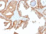 Superoxide Dismutase 1 (SOD1) (Antioxidant Enzyme) Antibody in Immunohistochemistry (Paraffin) (IHC (P))