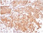 Superoxide Dismutase 1 (SOD1) (Antioxidant Enzyme) Antibody in Immunohistochemistry (Paraffin) (IHC (P))