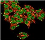 Superoxide Dismutase 1 (SOD1) (Antioxidant Enzyme) Antibody in Immunocytochemistry (ICC/IF)