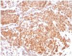 Superoxide Dismutase 1 (SOD1) (Antioxidant Enzyme) Antibody in Immunohistochemistry (Paraffin) (IHC (P))