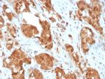 Superoxide Dismutase 1 (SOD1) (Antioxidant Enzyme) Antibody in Immunohistochemistry (Paraffin) (IHC (P))