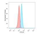 Superoxide Dismutase 1 (SOD1) (Antioxidant Enzyme) Antibody in Flow Cytometry (Flow)