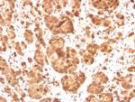 Superoxide Dismutase 1 (SOD1) (Antioxidant Enzyme) Antibody in Immunohistochemistry (Paraffin) (IHC (P))