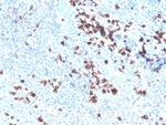 Superoxide Dismutase 1 (SOD1) (Antioxidant Enzyme) Antibody in Immunohistochemistry (Paraffin) (IHC (P))