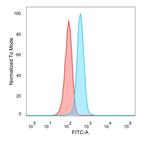 Superoxide Dismutase 1 (SOD1) (Antioxidant Enzyme) Antibody in Flow Cytometry (Flow)