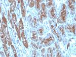 Superoxide Dismutase 1 (SOD1) (Antioxidant Enzyme) Antibody in Immunohistochemistry (Paraffin) (IHC (P))