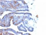 SOX2 (Embryonic Stem CellMarker) Antibody in Immunohistochemistry (Paraffin) (IHC (P))