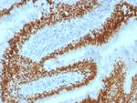 SOX2 (Embryonic Stem Cell Marker) Antibody in Immunohistochemistry (Paraffin) (IHC (P))