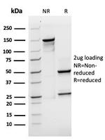 SOX2 (Embryonic Stem Cell Marker) Antibody in SDS-PAGE (SDS-PAGE)