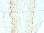 SOX2 (Embryonic Stem Cell Marker) Antibody in Immunohistochemistry (Paraffin) (IHC (P))