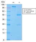 SOX2 (Embryonic Stem Cell Marker) Antibody in SDS-PAGE (SDS-PAGE)