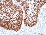 SOX2 (Embryonic Stem Cell Marker) Antibody in Immunohistochemistry (Paraffin) (IHC (P))