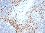 SOX2 (Embryonic Stem Cell Marker) Antibody in Immunohistochemistry (Paraffin) (IHC (P))