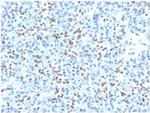 SOX9/SRY-box 9 Antibody in Immunohistochemistry (Paraffin) (IHC (P))