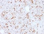 SOX9/SRY-box 9 Antibody in Immunohistochemistry (Paraffin) (IHC (P))