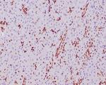 SOX9/SRY-box 9 Antibody in Immunohistochemistry (Paraffin) (IHC (P))