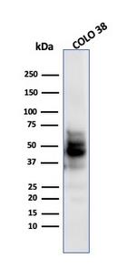 SOX10 (Melanoma Marker) Antibody in Western Blot (WB)