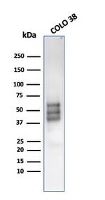 SOX10 Antibody in Western Blot (WB)