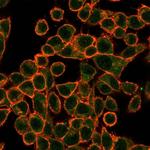 SOX10 (Melanoma Marker) Antibody in Immunocytochemistry (ICC/IF)