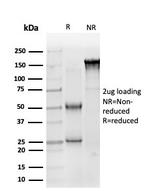 SOX10 (Melanoma Marker) Antibody in SDS-PAGE (SDS-PAGE)