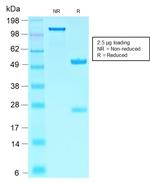 SOX10 Antibody in SDS-PAGE (SDS-PAGE)