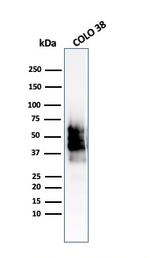 SOX10 Antibody in Western Blot (WB)