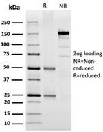 SPARC/Osteonectin Antibody in SDS-PAGE (SDS-PAGE)