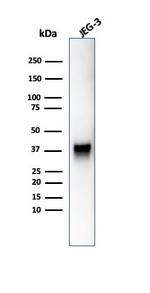 SPARC/Osteonectin Antibody in Western Blot (WB)