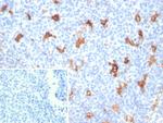 SPARC/Osteonectin Antibody in Immunohistochemistry (Paraffin) (IHC (P))