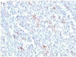 SPARC/Osteonectin Antibody in Immunohistochemistry (Paraffin) (IHC (P))