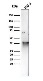 SPARC/Osteonectin Antibody in Western Blot (WB)