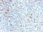 PU.1 (SPI-1) (B-Cell Marker) Antibody in Immunohistochemistry (Paraffin) (IHC (P))