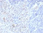 PU.1 (SPI-1) (B-Cell Marker) Antibody in Immunohistochemistry (Paraffin) (IHC (P))