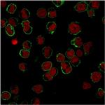 CD43 (T-Cell Marker) Antibody in Immunocytochemistry (ICC/IF)