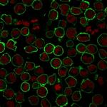 CD43 Antibody in Immunocytochemistry (ICC/IF)