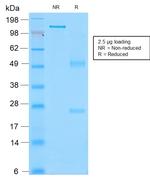 CD43 Antibody in SDS-PAGE (SDS-PAGE)