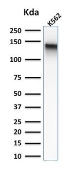 CD43 Antibody in Western Blot (WB)